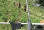 Exotische Tiere auf Chiemgauer Alm